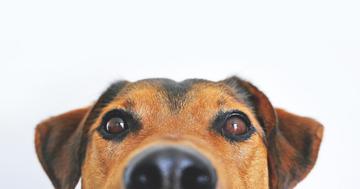 Frontend dog gd9c91d8dc 1920