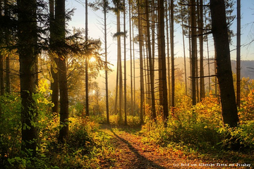 Frontend waldbaden